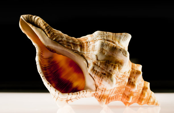 conch