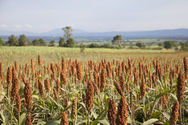 millet