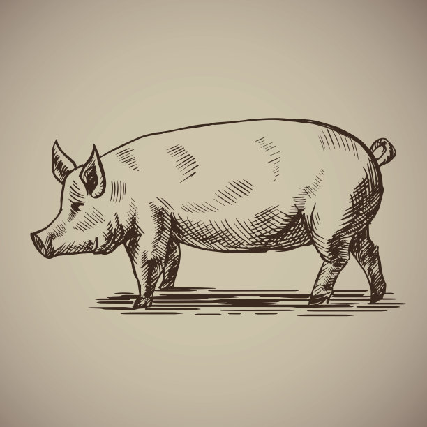 pig