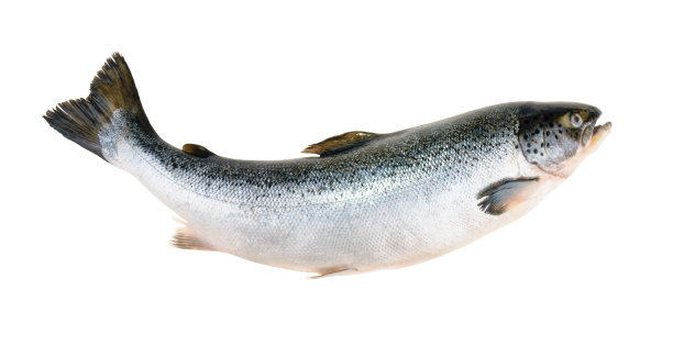 salmo