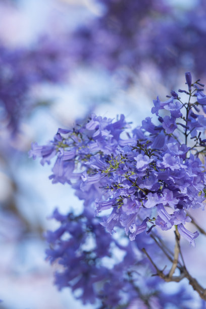 jacaranda