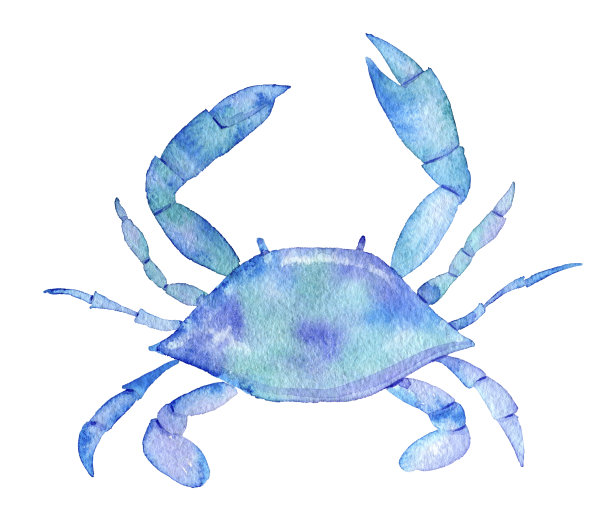 青蟹插画