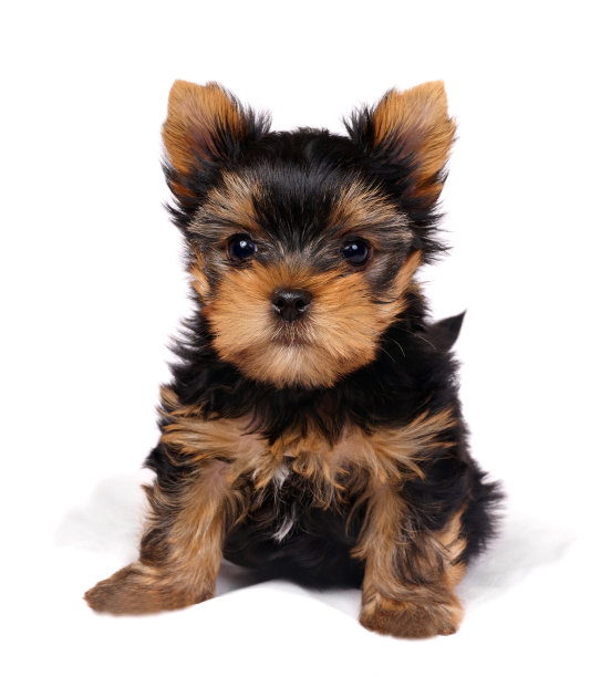 terrier