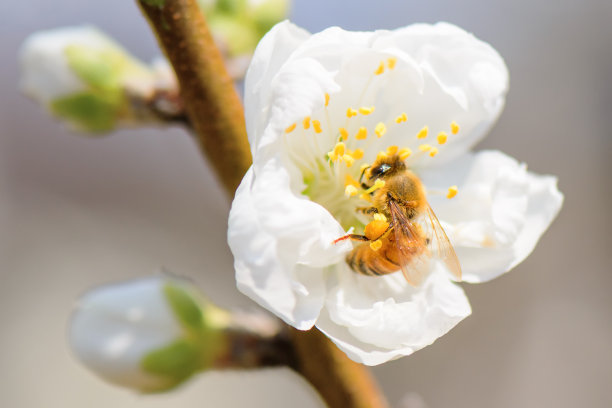 桃花蜜蜂采蜜