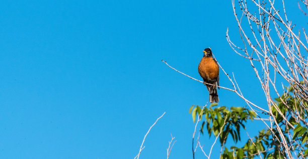 robin
