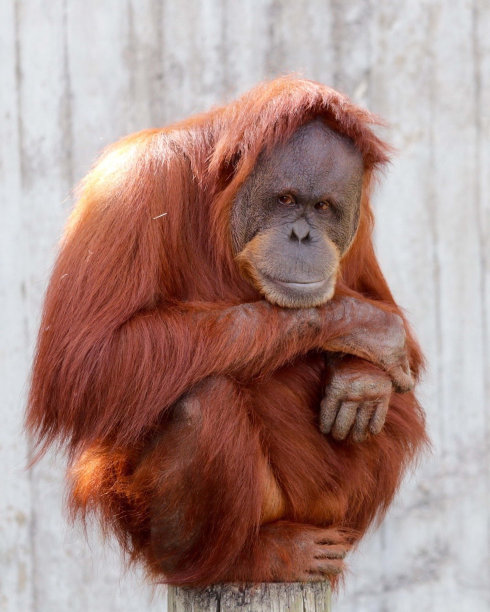 pongo