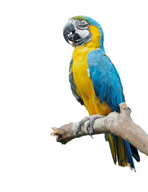 parrots