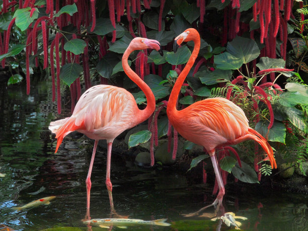 flamingo