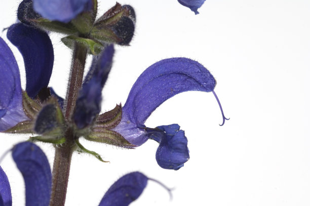 salvia