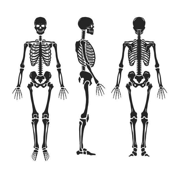 bone