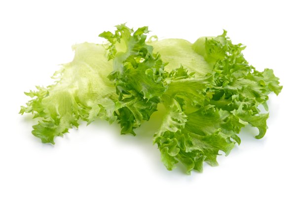 lactuca