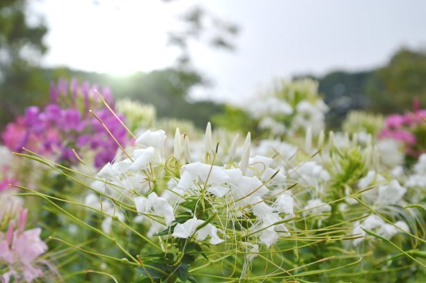 cleome