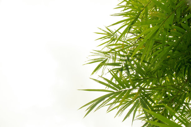 热带森林中的花朵，泰国