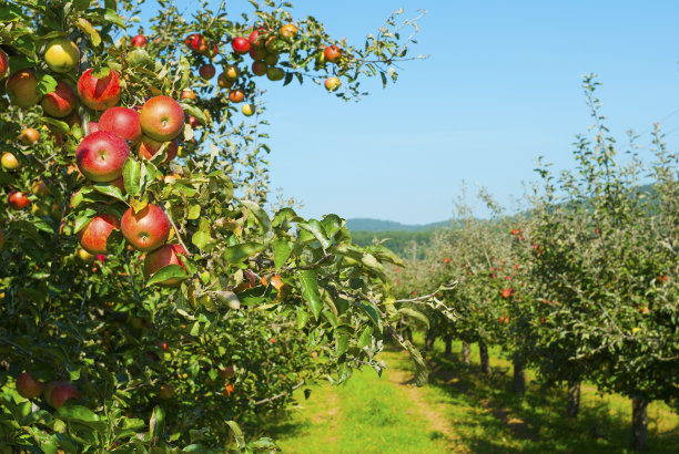 orchard