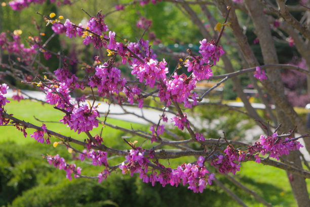 紫荆园