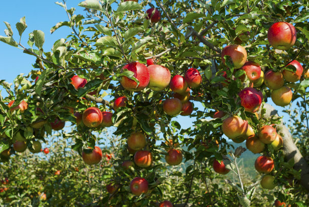 苹果园苹果树