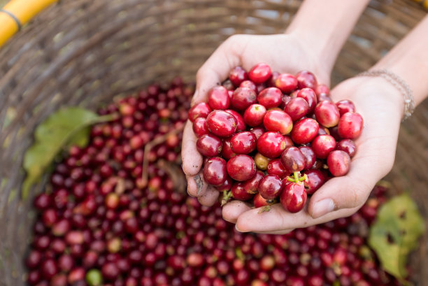 cherries