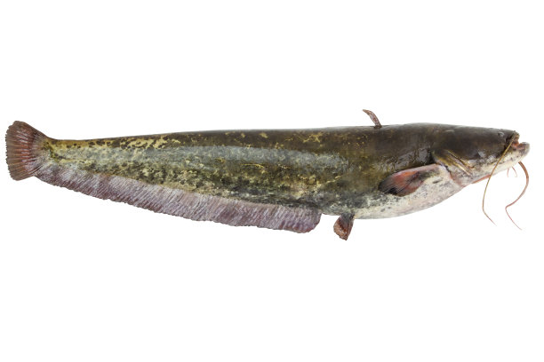 catfish