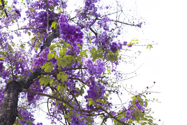 紫薇属的植物