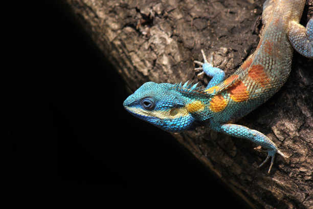 chamaeleon