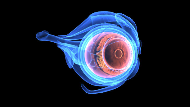 retina