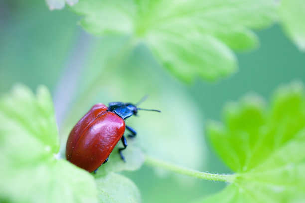 红色甲虫图片