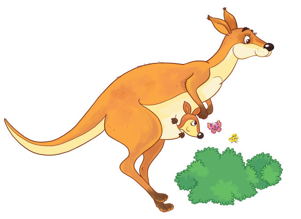 kangaroo