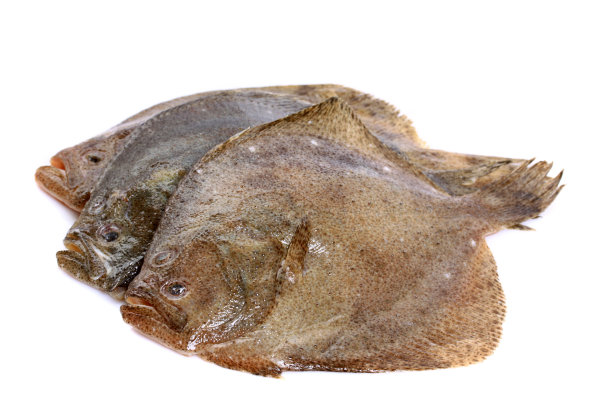 plaice
