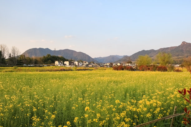 皖南油菜花