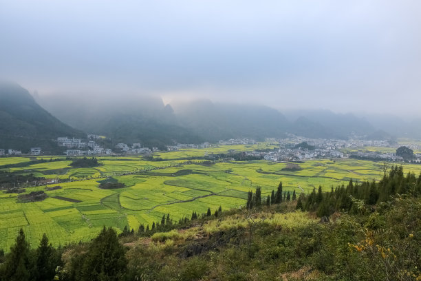 云南油菜田