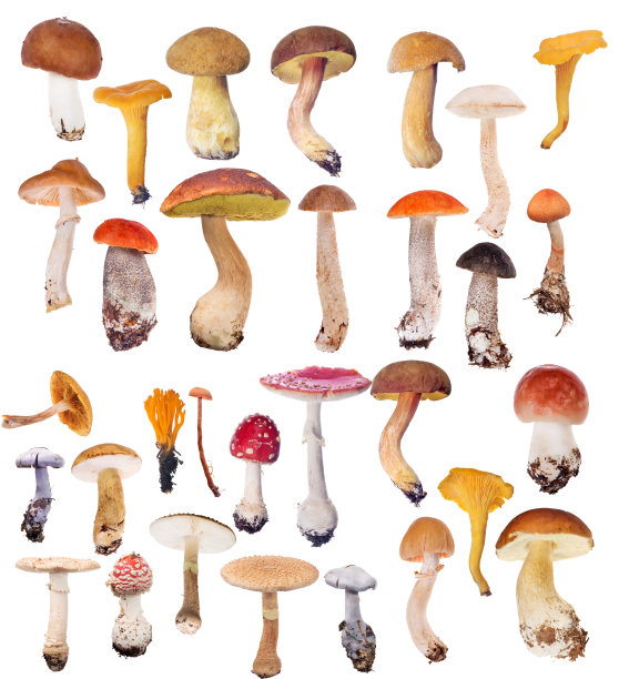 toadstool
