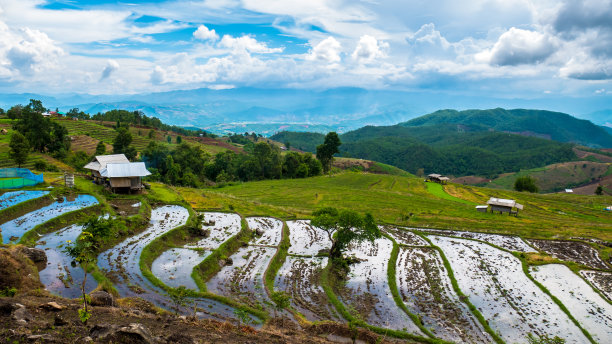 雨季稻田