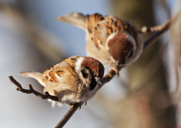 sparrow