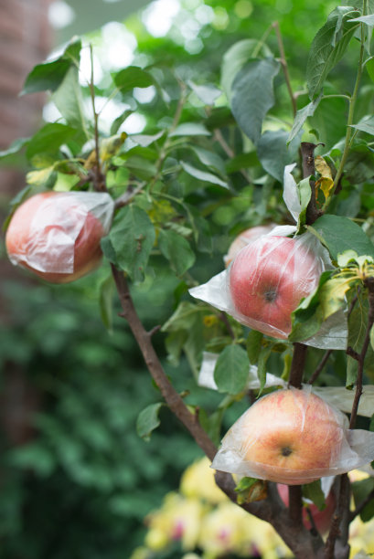 盆栽苹果温室