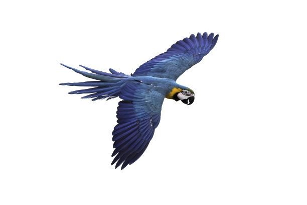avian
