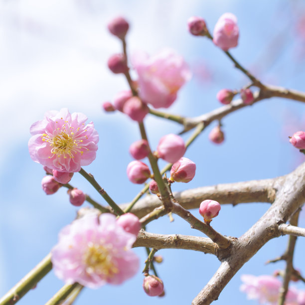 天空,日本文化,无人