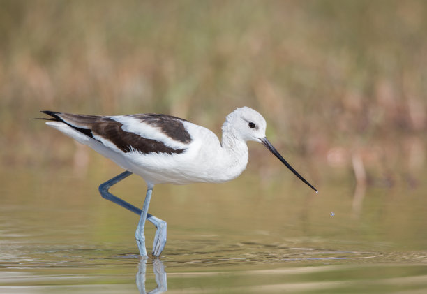 avocet