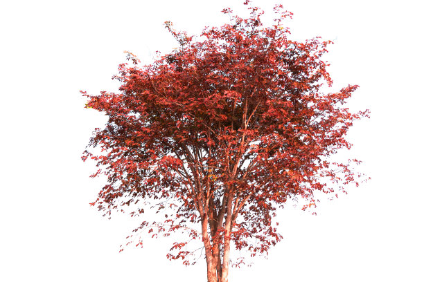 maple