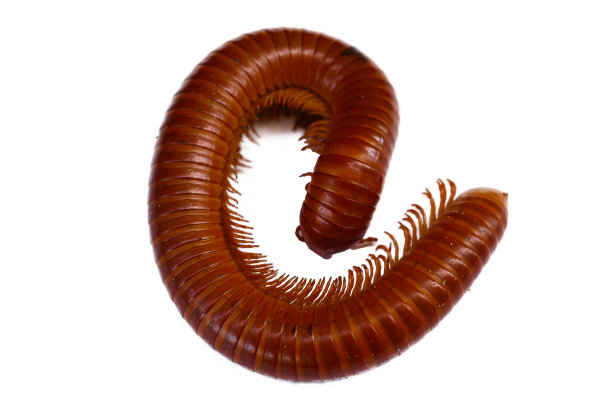 millipede