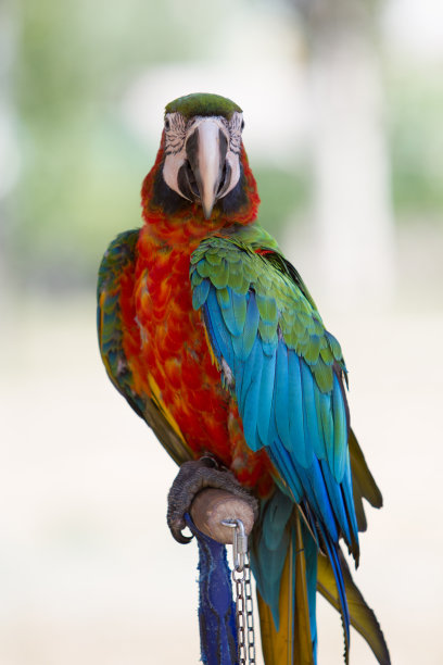 macaws