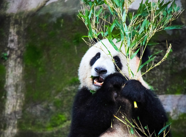 kungfu