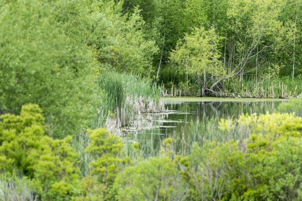 marsh