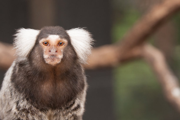 marmoset