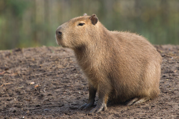 capybara