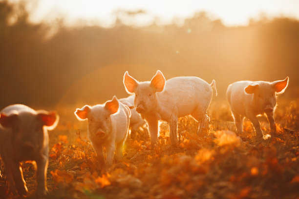 pig