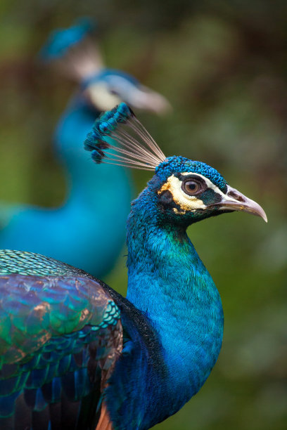 peacock