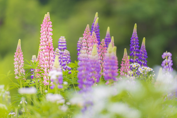 lupinus