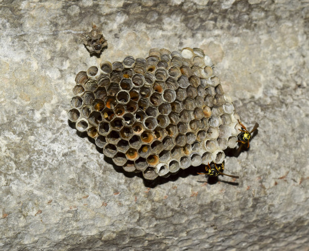 蜂蛹蛋