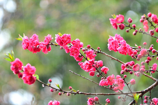 雨后桃花