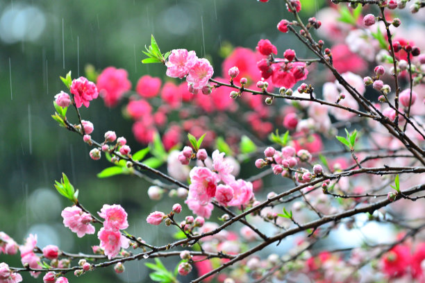 雨后桃花